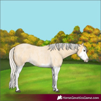 Horse Color:Silver Buckskin Roan Splash Rabicano 