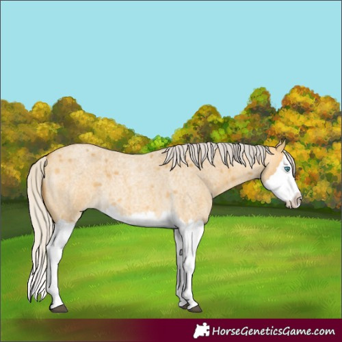 Horse Color:Silver Buckskin Roan Dun Splash 