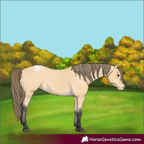 Horse Color:Buckskin Appaloosa 