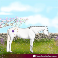 Horse Color:Palomino Appaloosa 