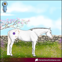 Horse Color:Palomino Appaloosa
