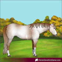 Horse Color:Gray Chestnut 