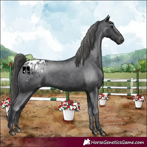 Horse Color:Black Blanket 