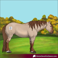 Horse Color:Red Dun Rabicano 