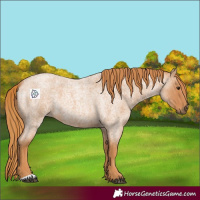 Horse Color:Red Roan 