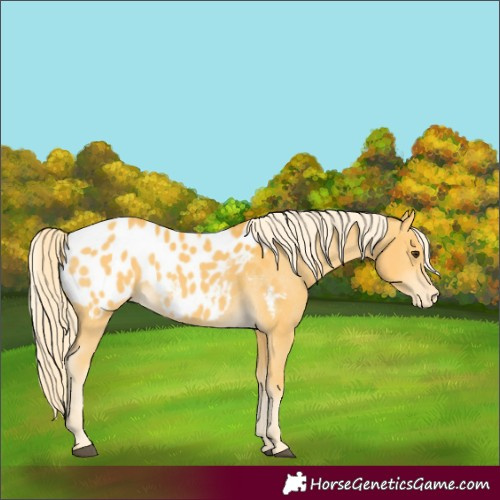 Horse Color:Palomino Appaloosa 