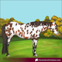 Horse Color:Bay Appaloosa 