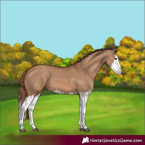 Horse Color:Red Dun Splash  and Red Dun Splash 