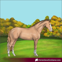 Horse Color:Gold Champagne Splash 