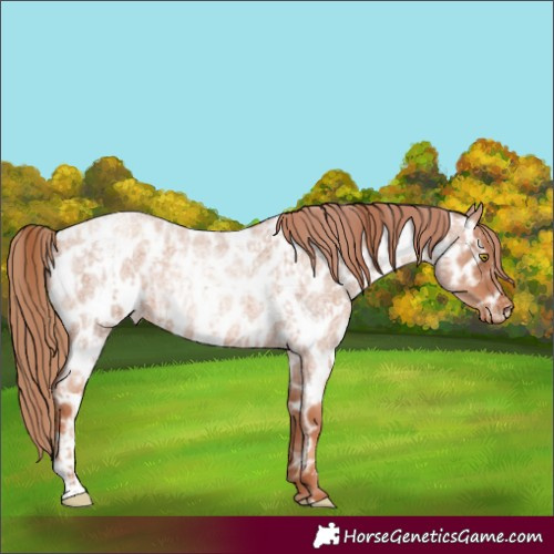 Horse Color:Gold Champagne Roan Appaloosa  and Gold Champagne Roan Appaloosa Rabicano 