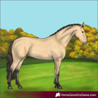 Horse Color:Buckskin 