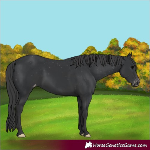 Horse Color:Black Appaloosa