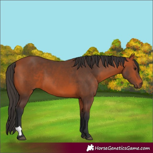 Horse Color:Bay 