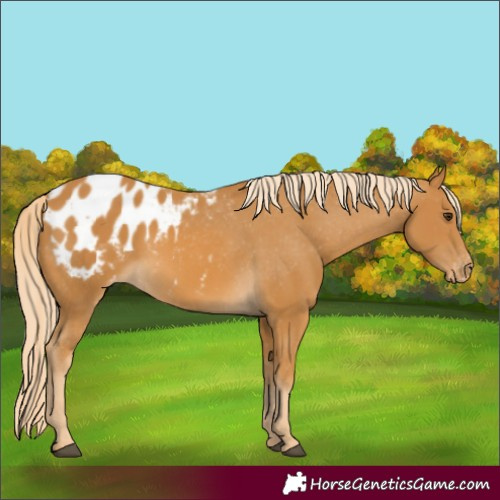 Horse Color:Palomino Appaloosa