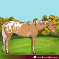Horse Color:Palomino Appaloosa 