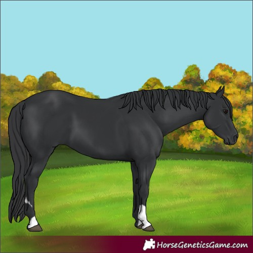 Horse Color:Black 