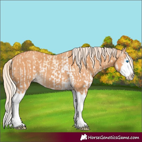 Horse Color:Cremello Splash  and Gray Cremello Splash 