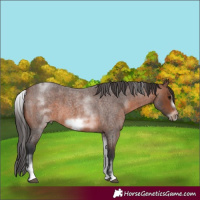 Horse Color:White Spotted Brown Roan Frame 