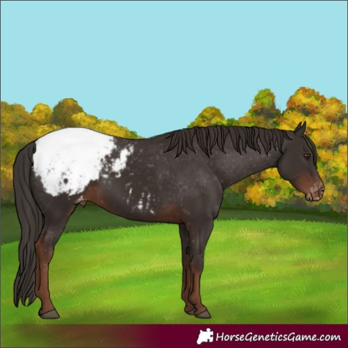 Horse Color:Liver Chestnut Appaloosa 