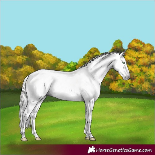 Horse Color:Gray Silver Amber Cream Champagne Roan Dun Splash Tobiano Frame Appaloosa Rabicano 