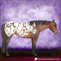 Horse Color:Bay Appaloosa 