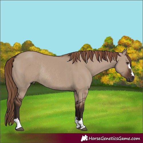 Horse Color:Liver Red Dun Rabicano