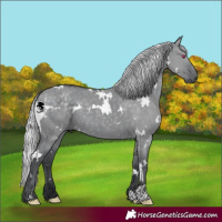 Horse Color:White Spotted Silver Grullo Chinchilla 