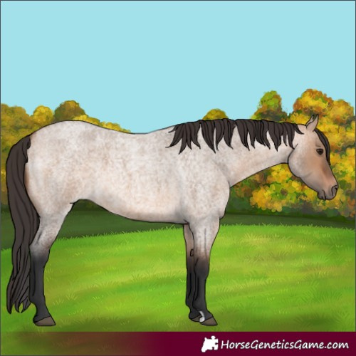 Horse Color:Bay Roan Dun 