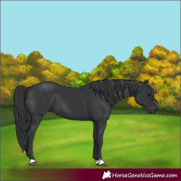 Horse Color:Black 