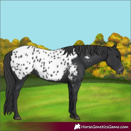 Horse Color:Black Blanket