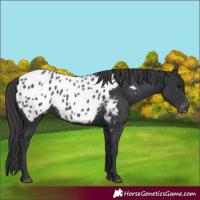 Horse Color:Black Appaloosa 