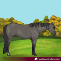 Horse Color:Grullo 