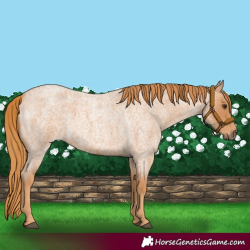 Horse Color:Red Roan 