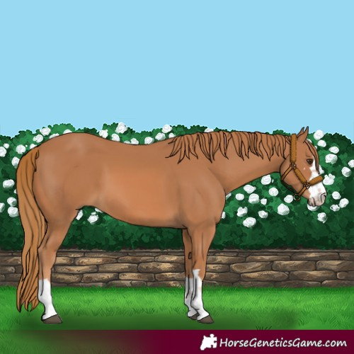 Horse Color:Chestnut 