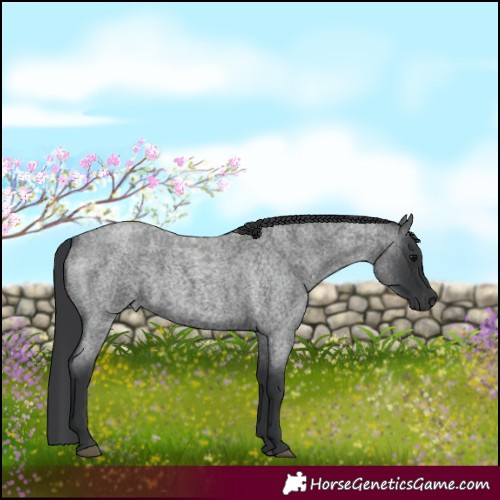 Horse Color:Blue Roan 