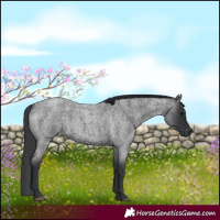 Horse Color:Blue Roan 