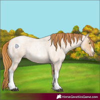 Horse Color:Red Dun Roan Pearl Tobiano Frame 