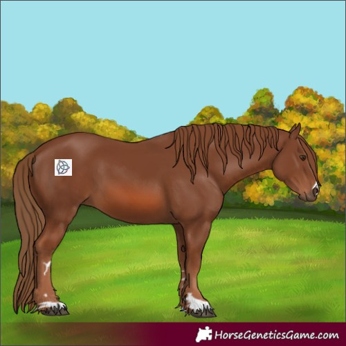 Horse Color:Chestnut 