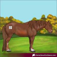Horse Color:Chestnut 