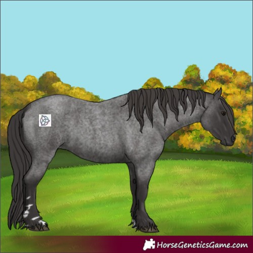 Horse Color:Smoky Blue Roan 