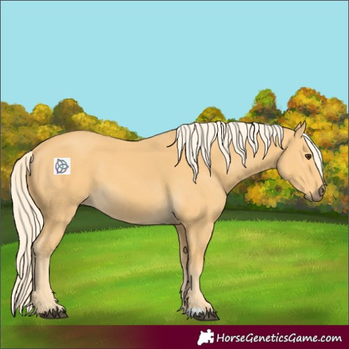 Horse Color:Palomino