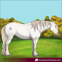Horse Color:Perlino Roan Dun 