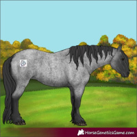 Horse Color:Blue Roan 