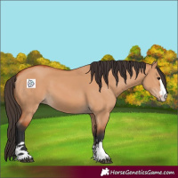 Horse Color:Bay Dun