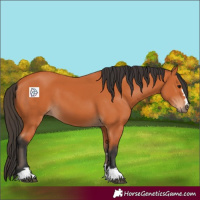 Horse Color:Bay 