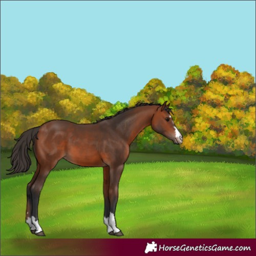 Horse Color:Unknown 