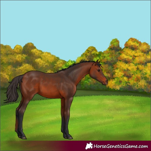 Horse Color:Unknown 
