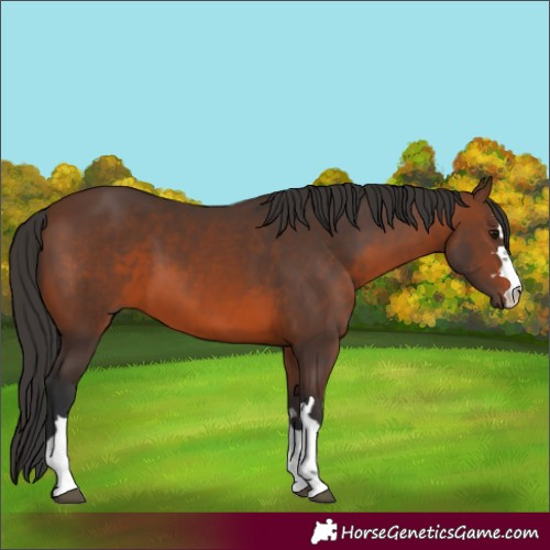 Horse Color:Unknown 