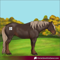 Horse Color:Liver Chestnut 