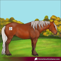 Horse Color:Silver Bay 